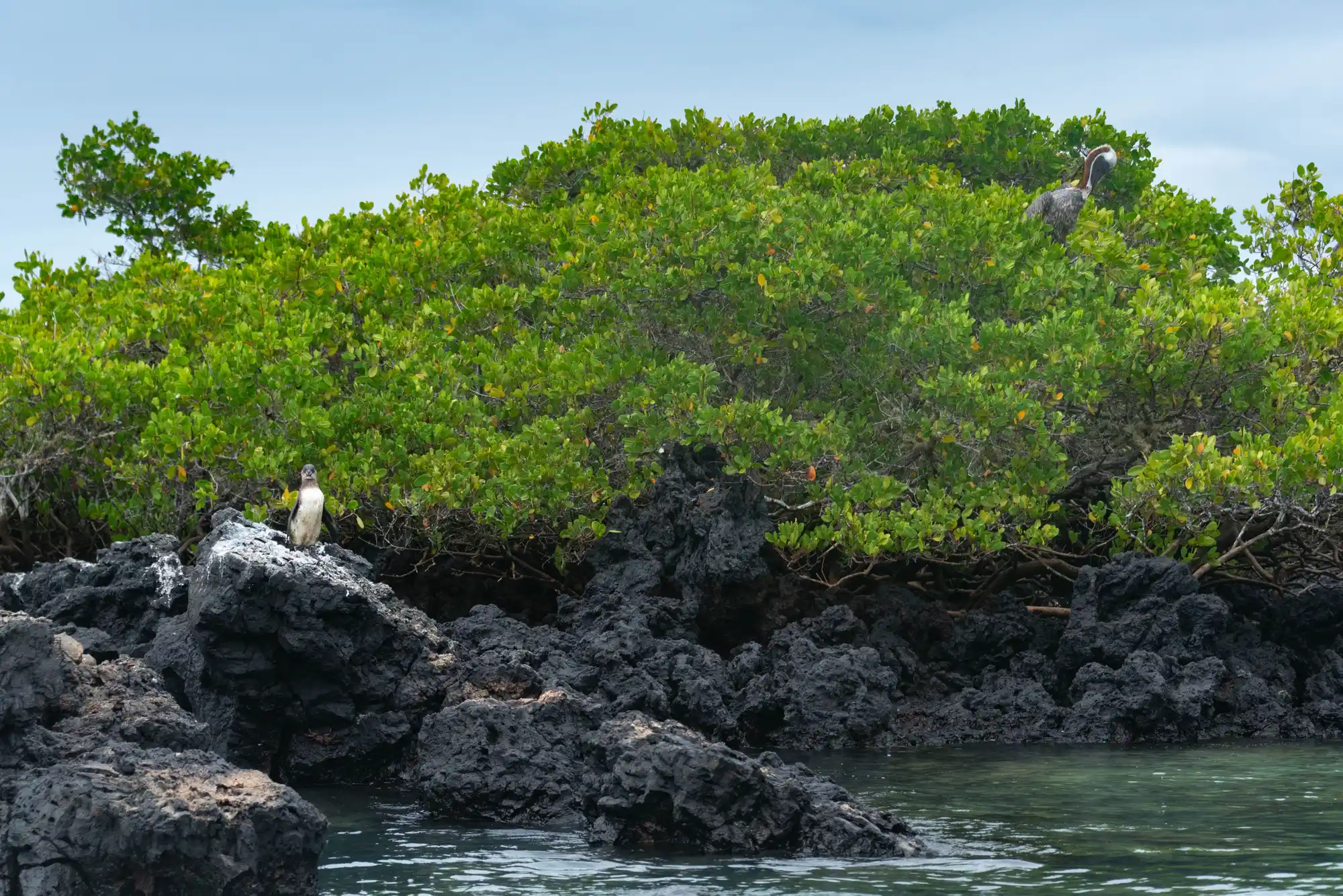 Black Turtle Cove