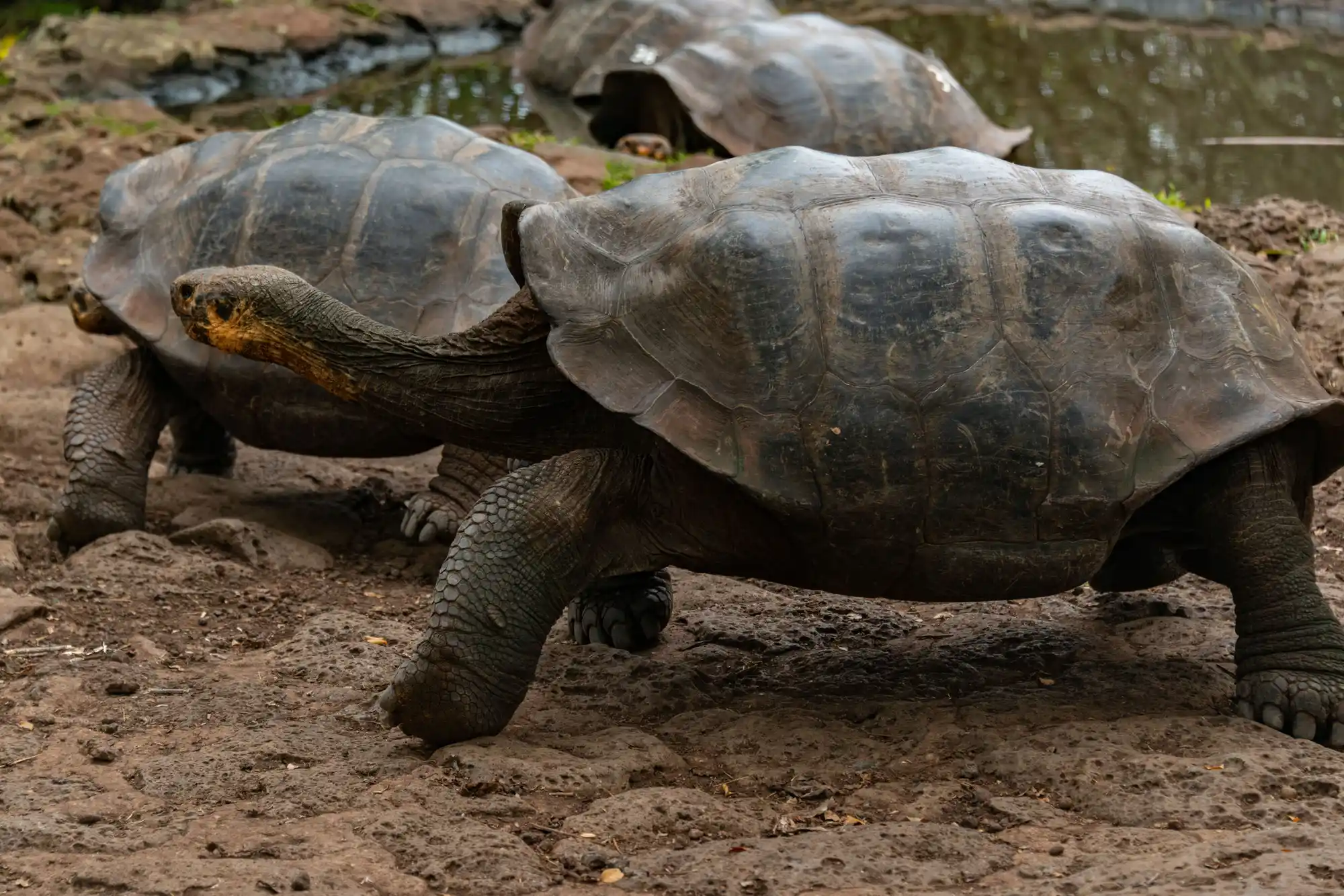 David Rodriguez Tortoise Breeding Center