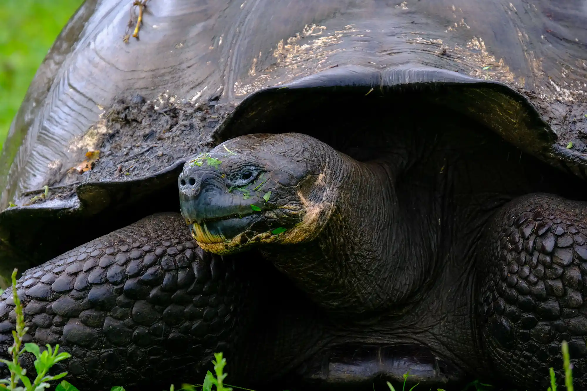 David Rodriguez Tortoise Breeding Center