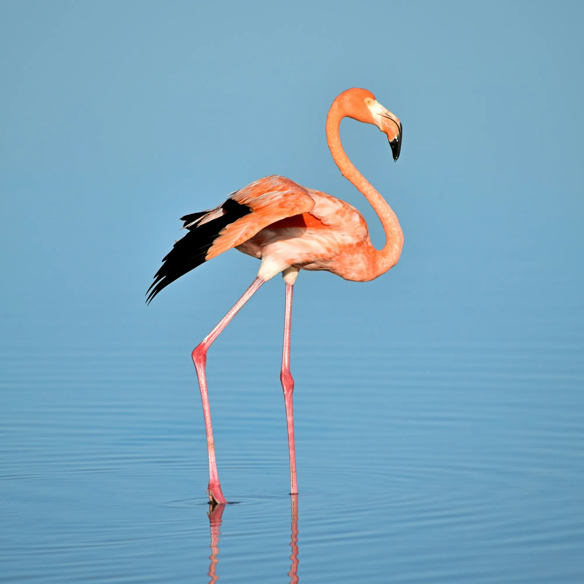 Isabela Wetlands