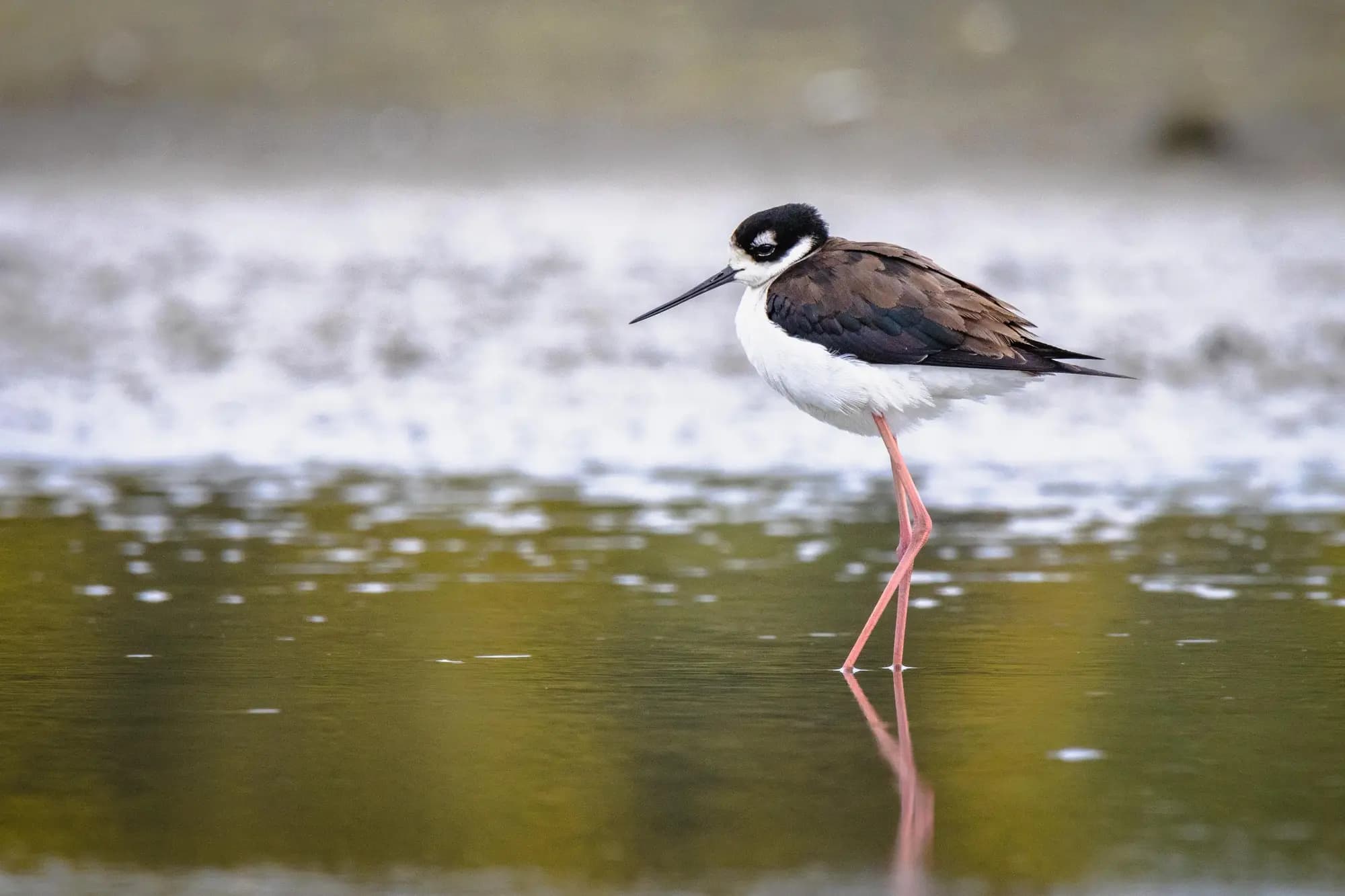 Isabela Wetlands