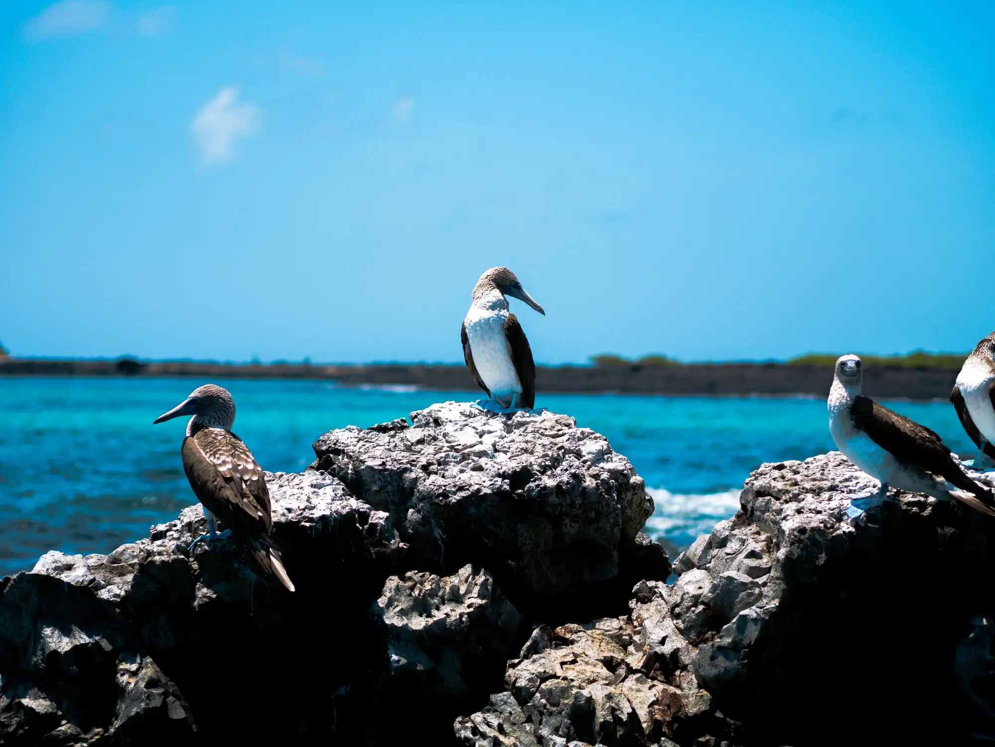 Isla Lobos