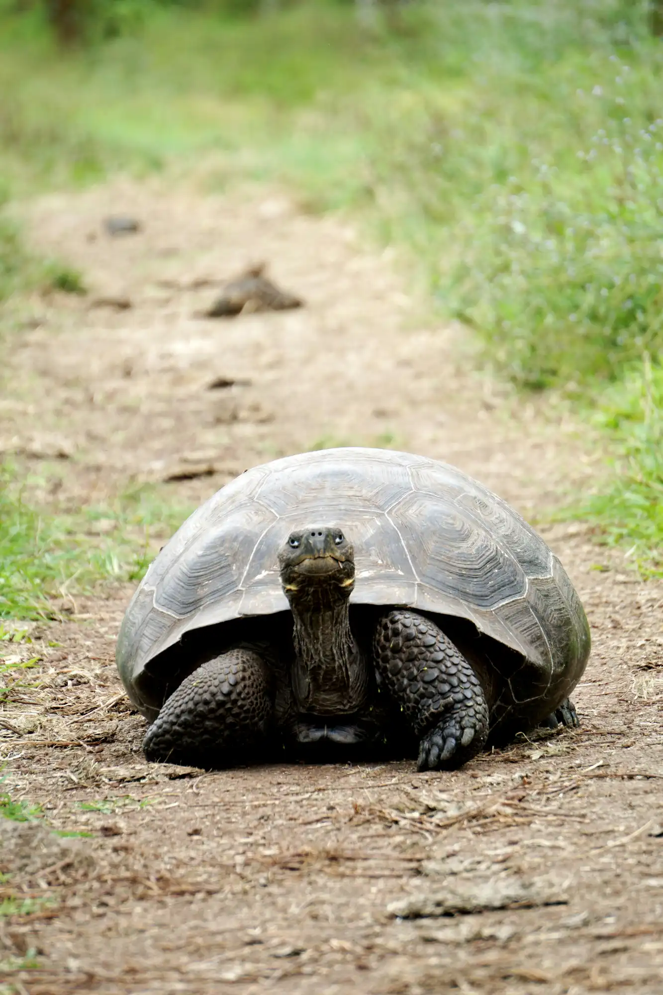 La Galapaguera
