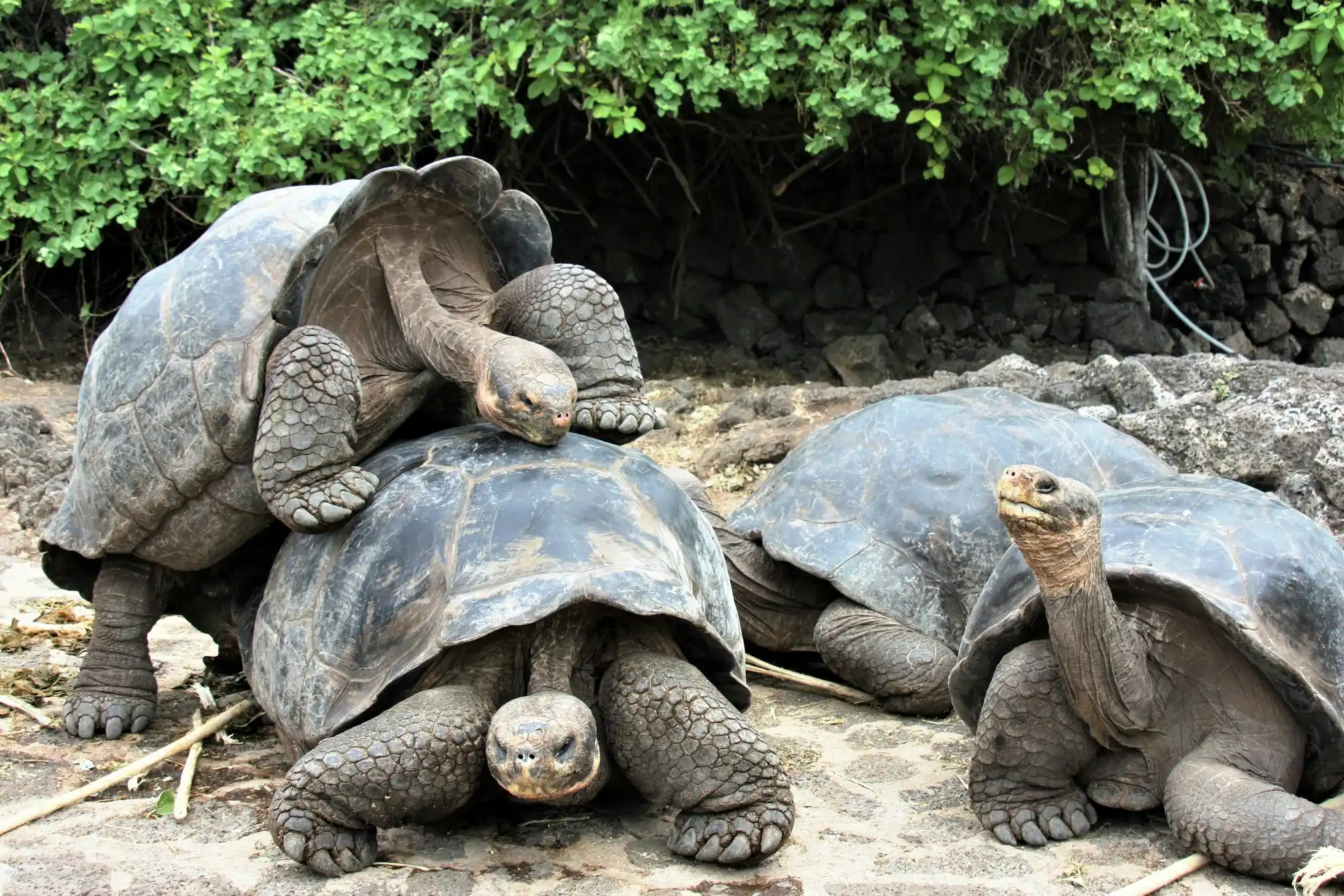 La Galapaguera
