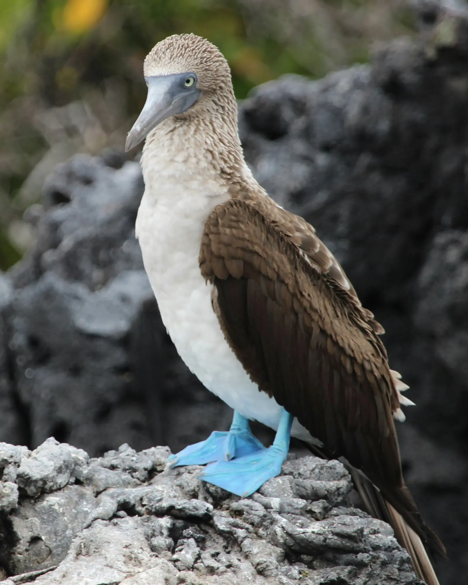 Punta Vicente Roca