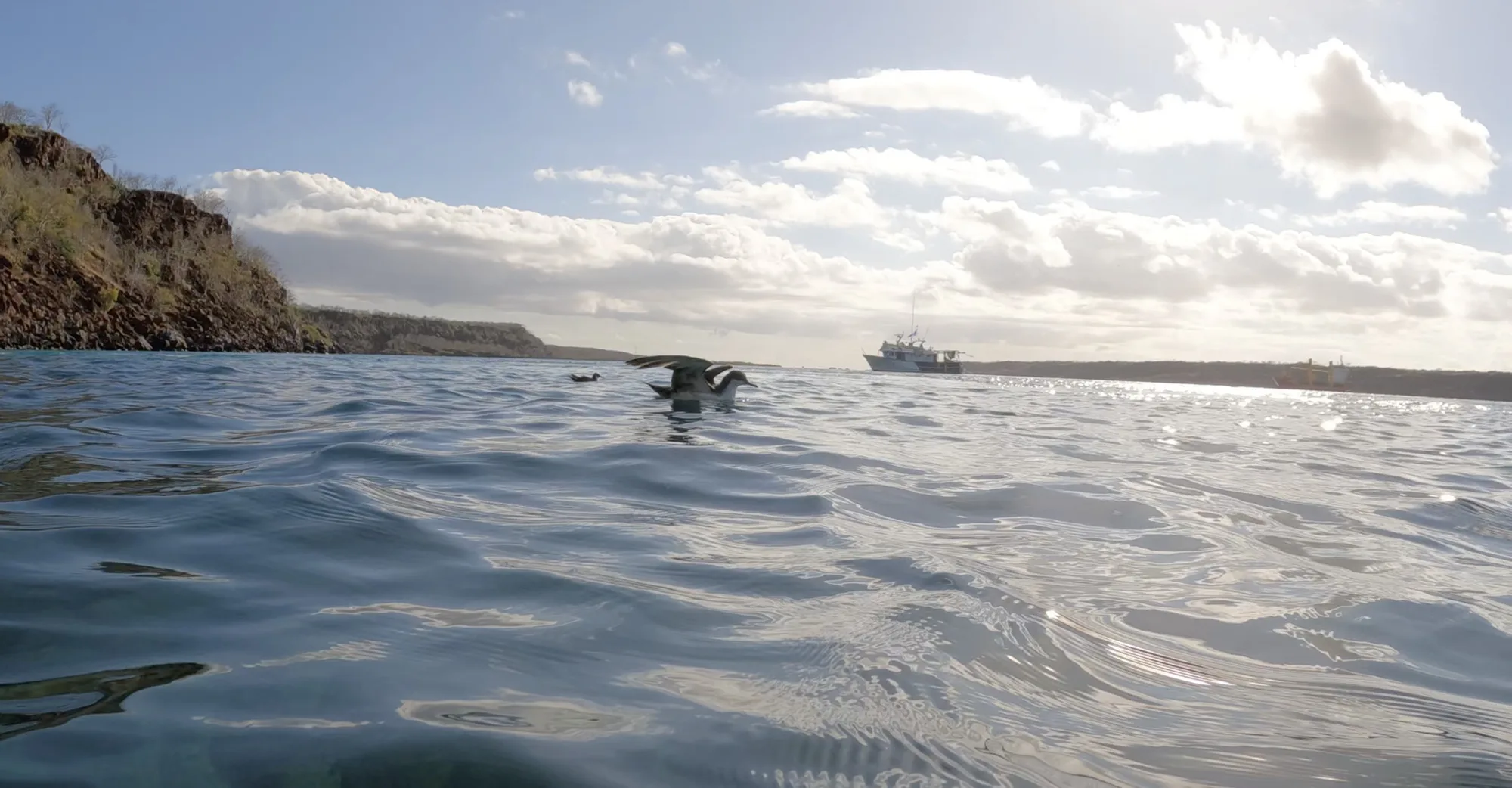Galápagos Shearwater