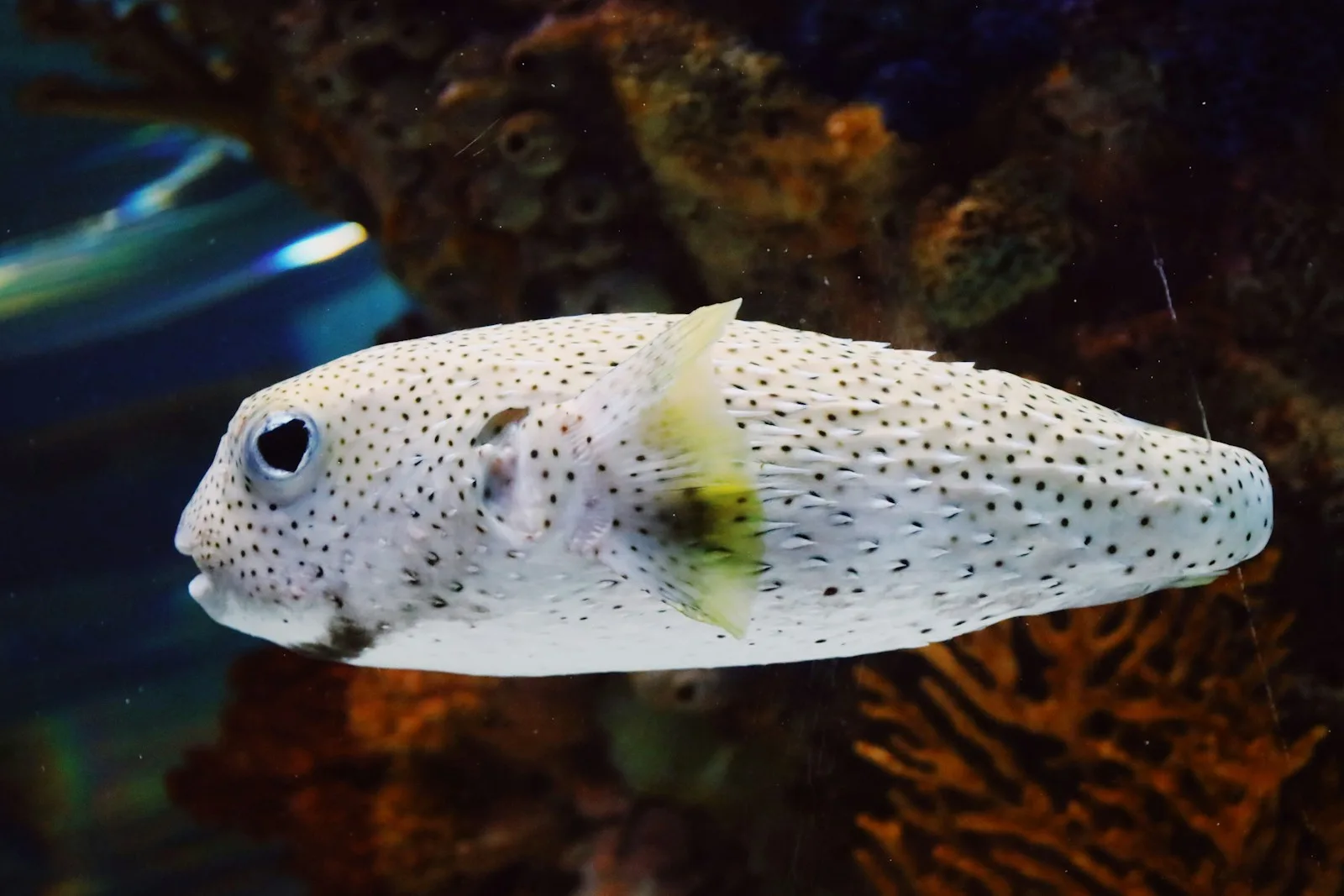Balloonfish