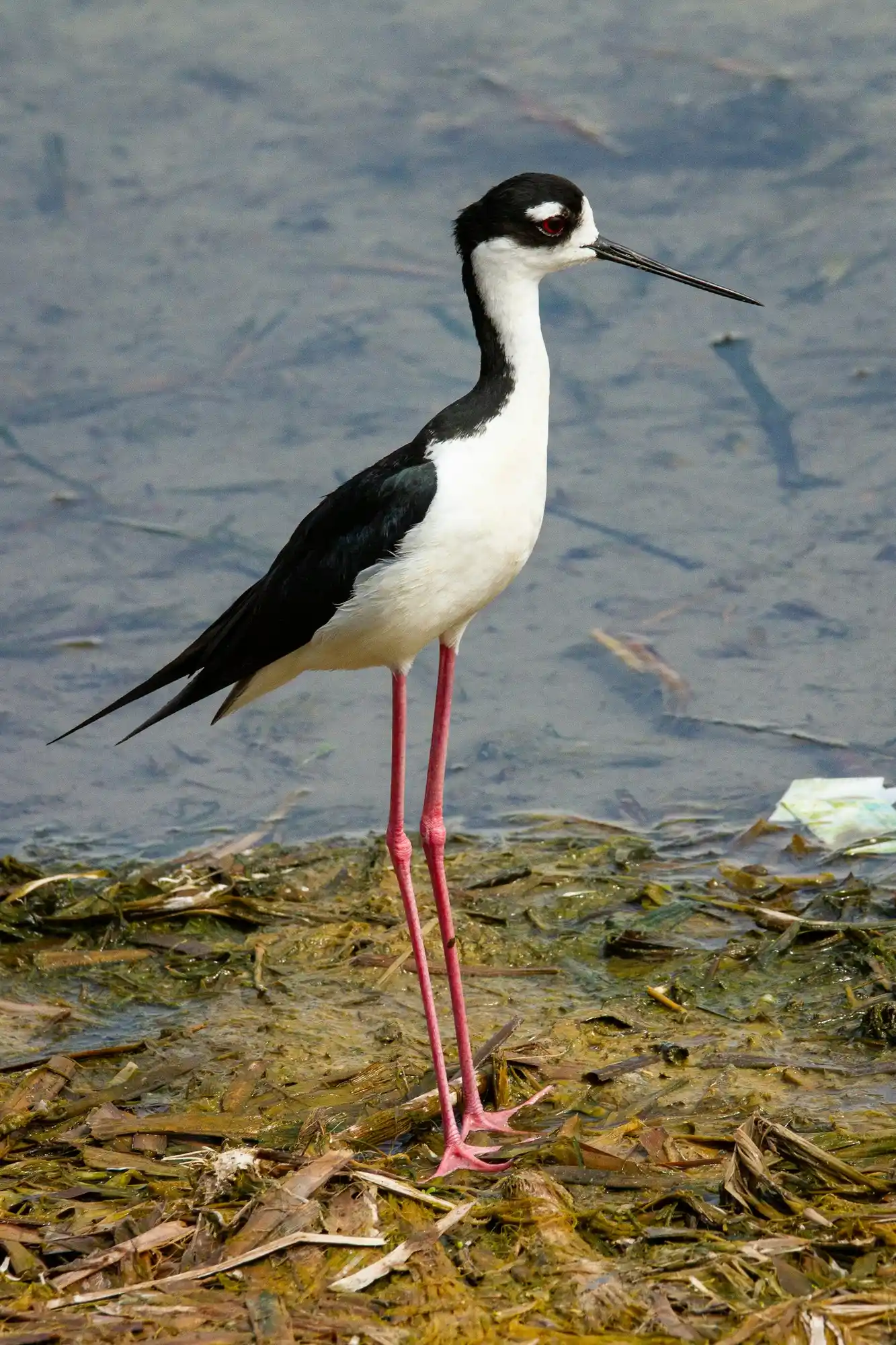 Black-necked Stilt