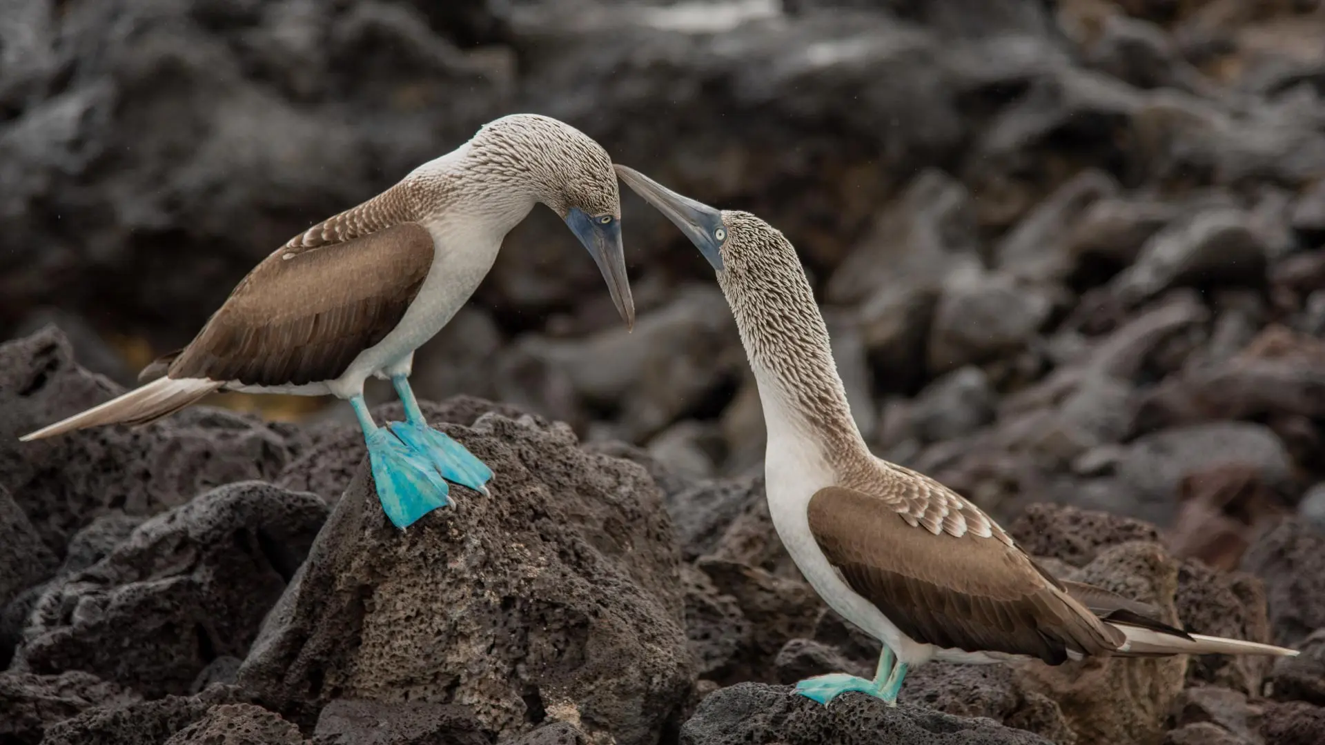 Blue-footed Booby