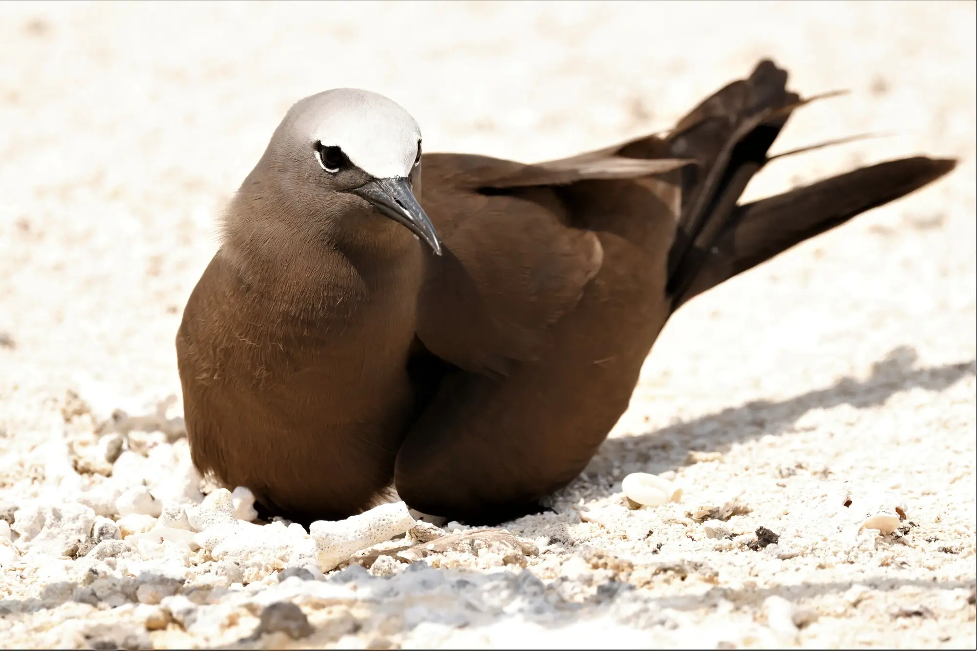 Brown Noddy