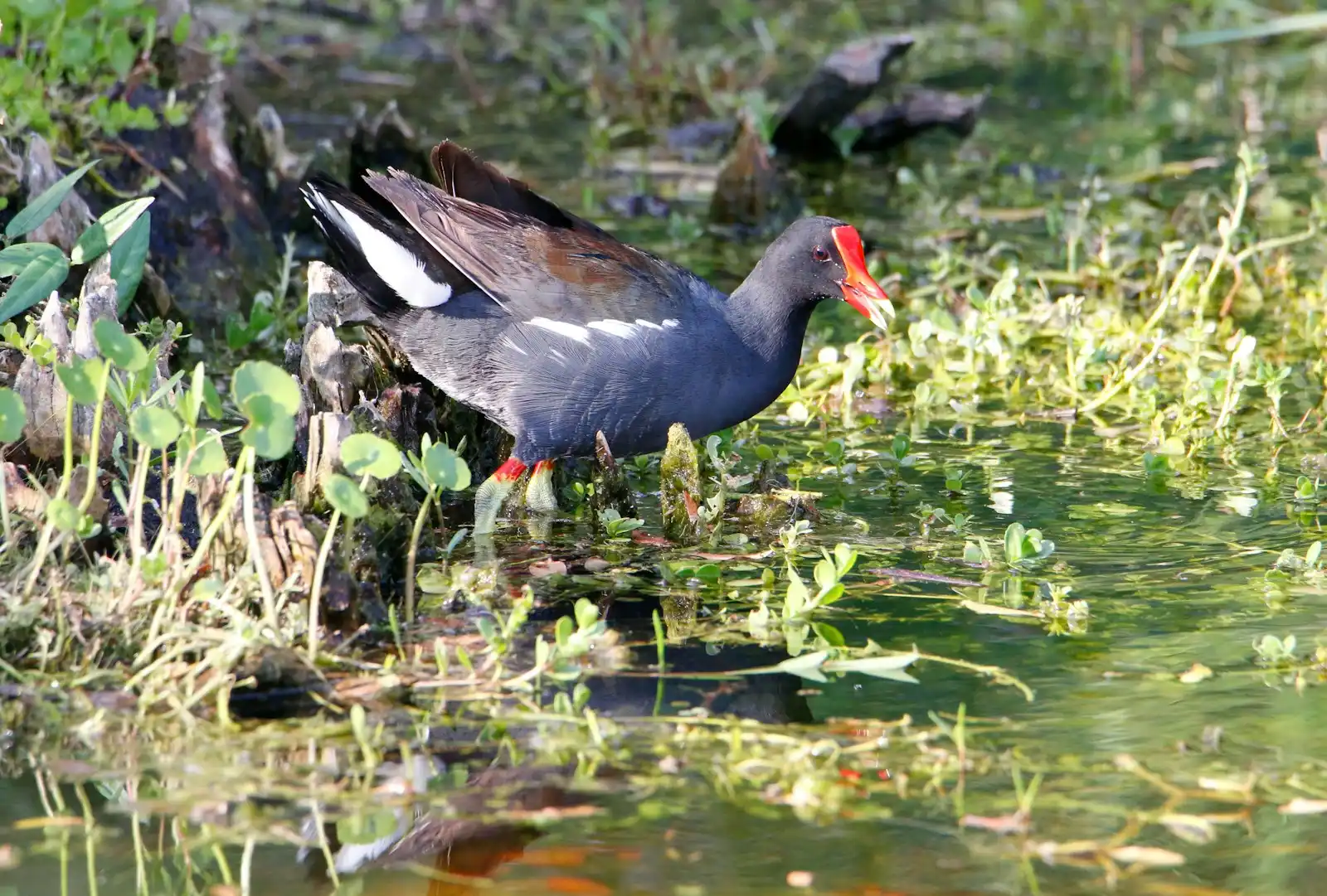 Common Gallinule