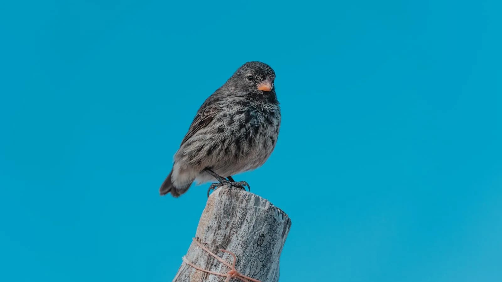 Darwin's Finches