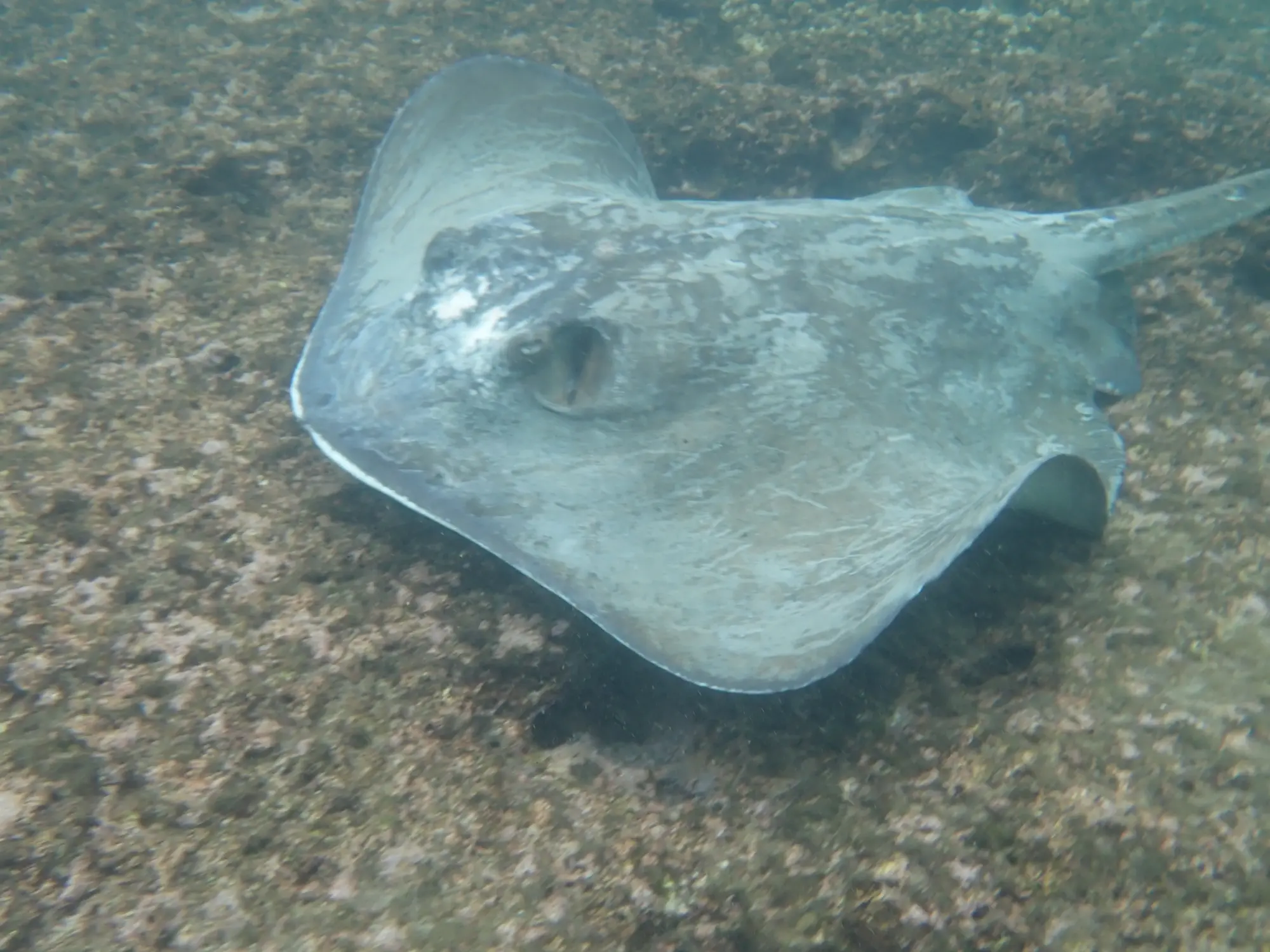 Diamond Stingray