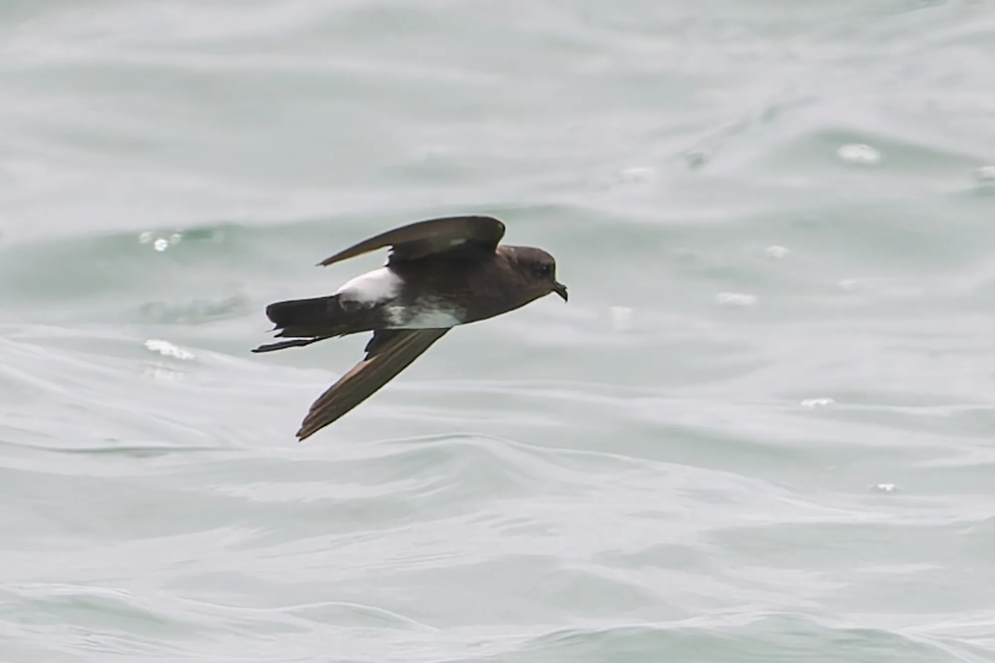 Elliot's Storm-Petrel