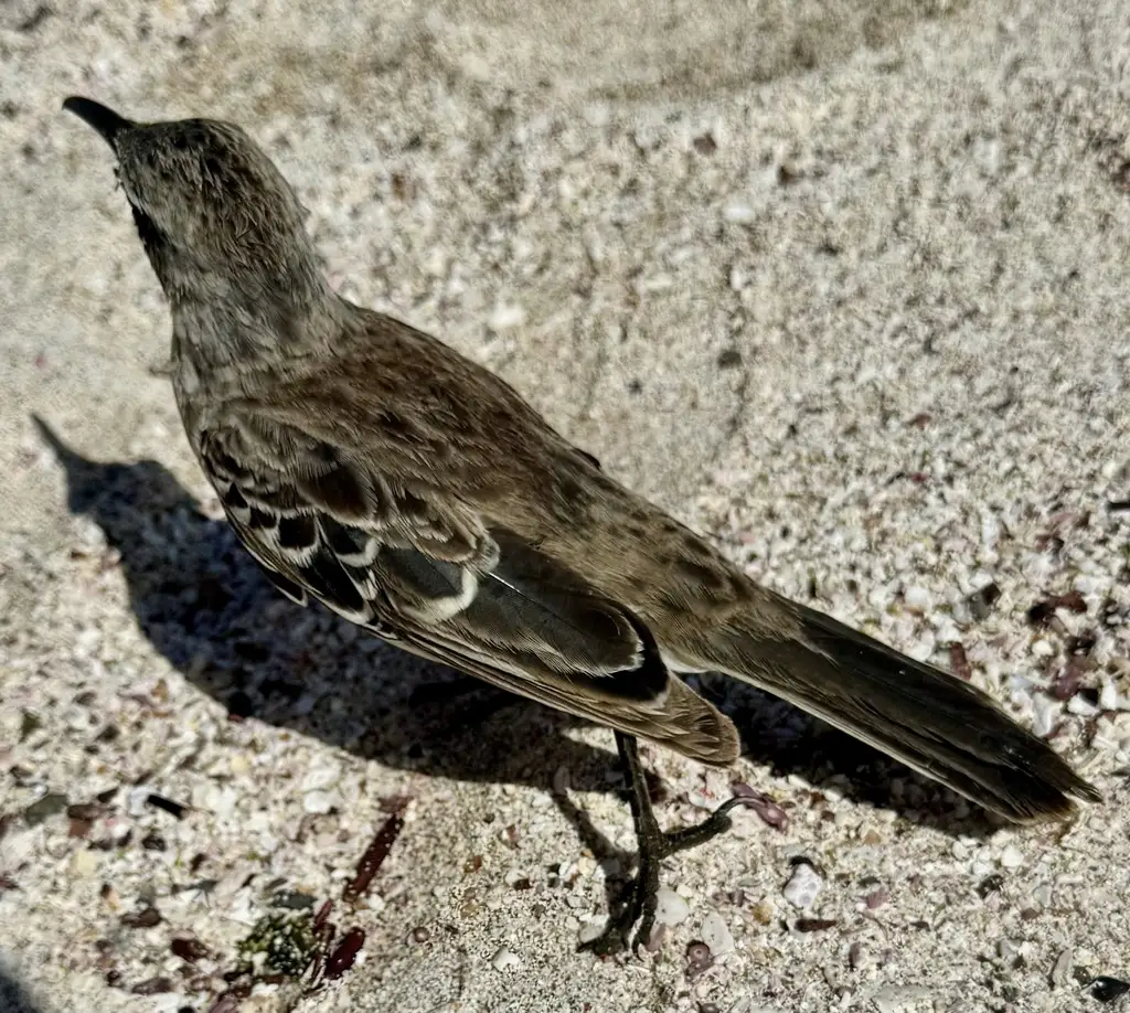Española Mockingbird