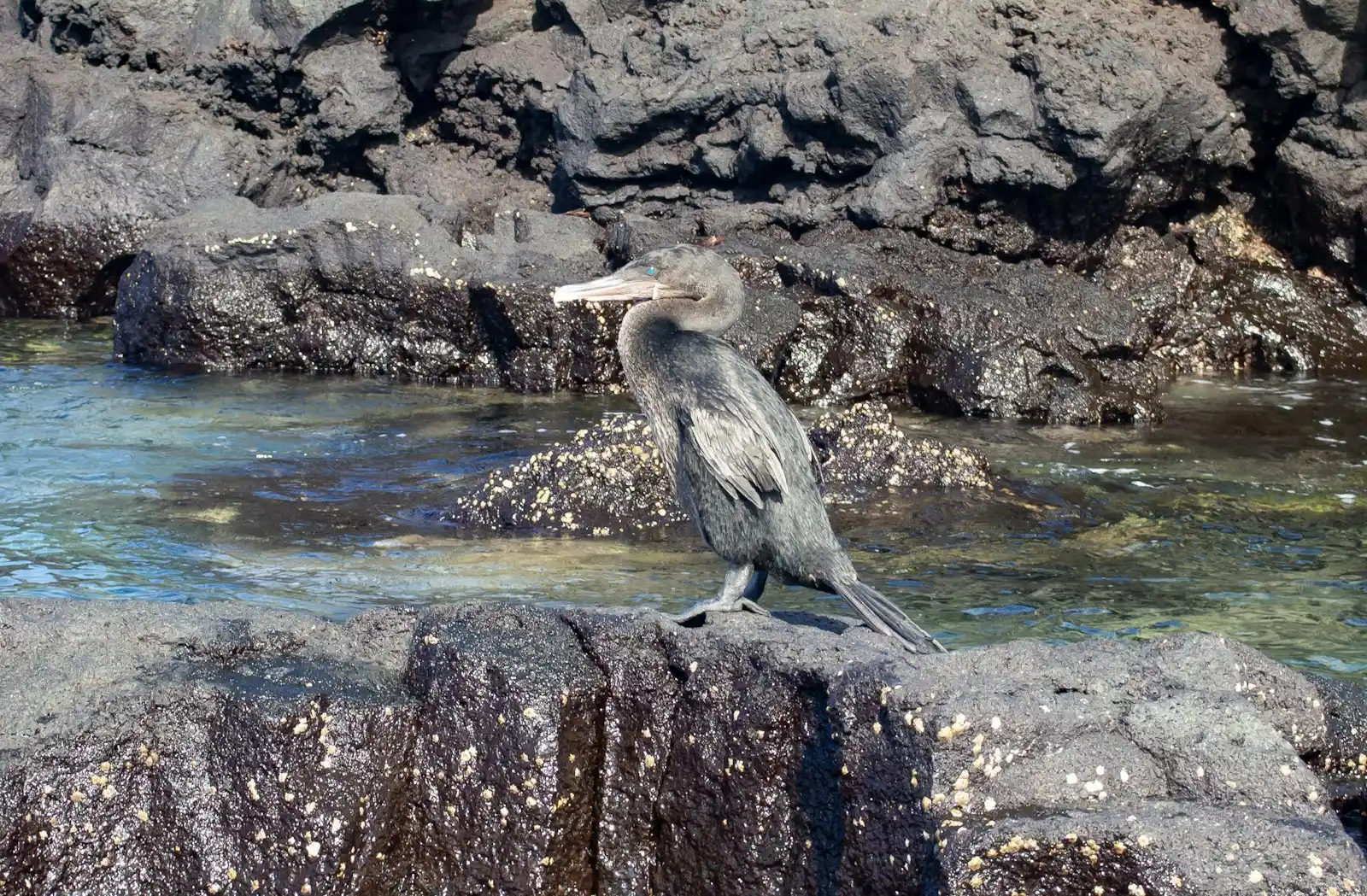 Flightless Cormorant