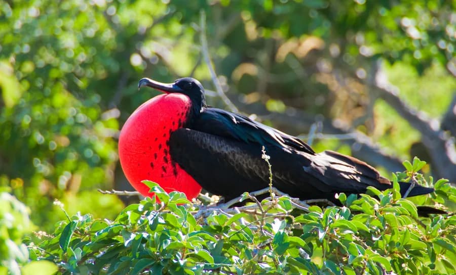 Frigatebird