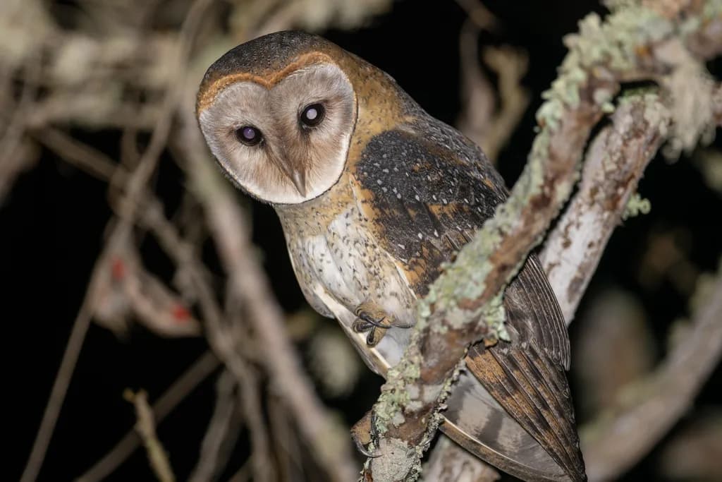 Galápagos Barn Owl