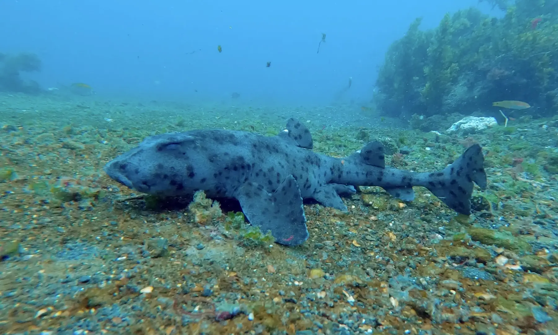 Galápagos Bullhead Shark