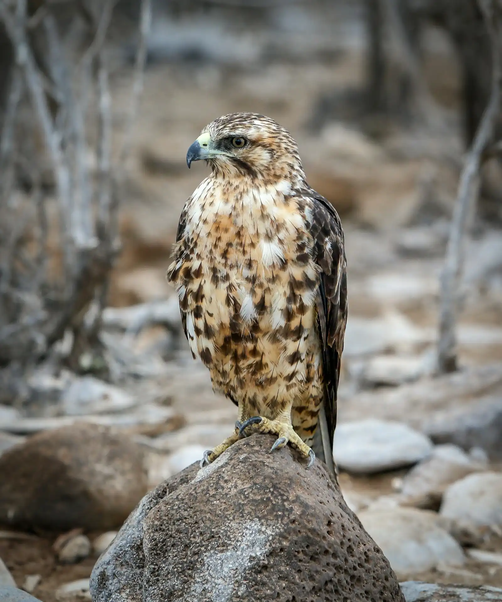 Galápagos Hawk