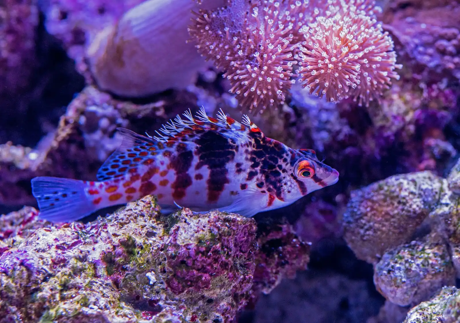 Giant Hawkfish