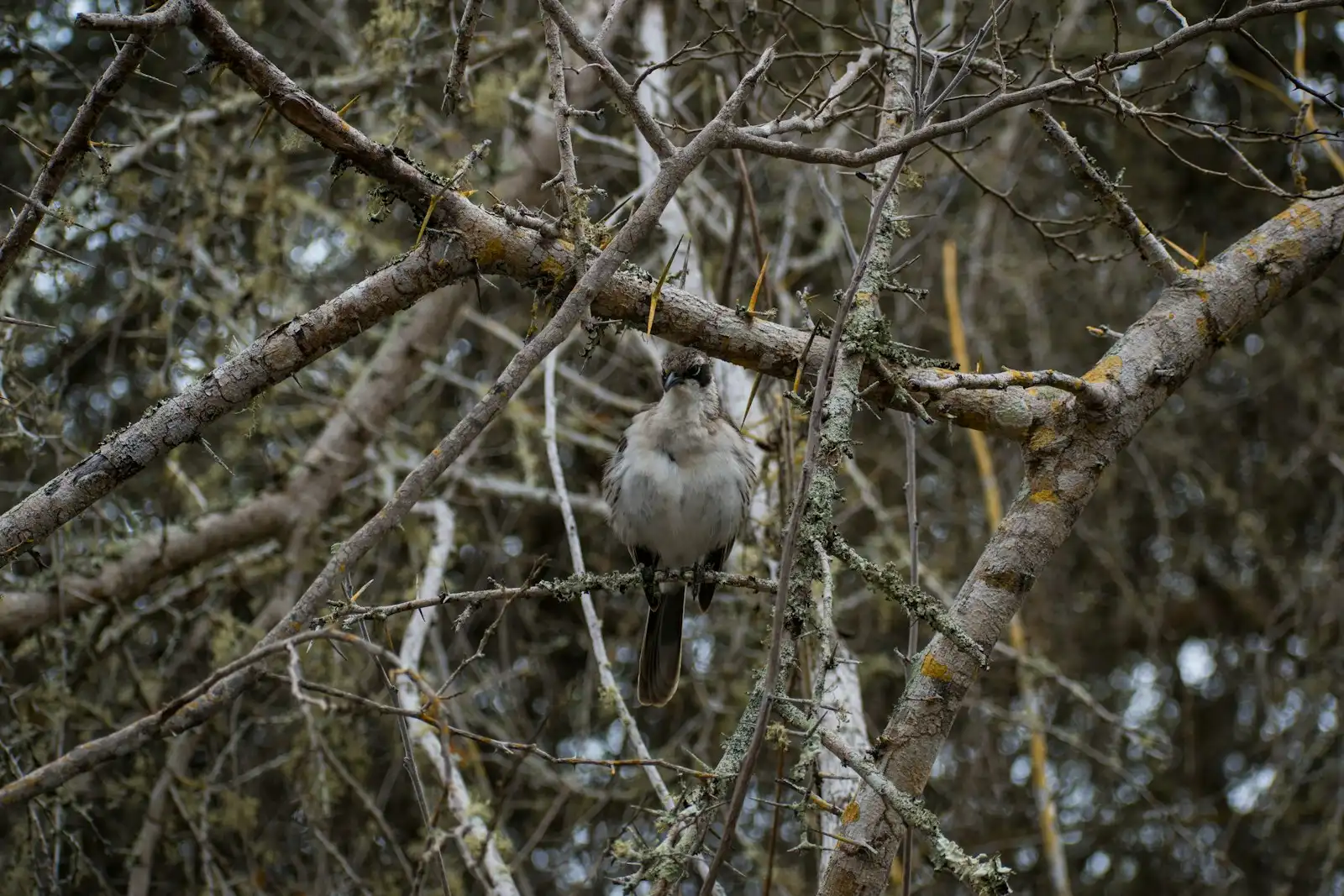 Galápagos Mockingbird