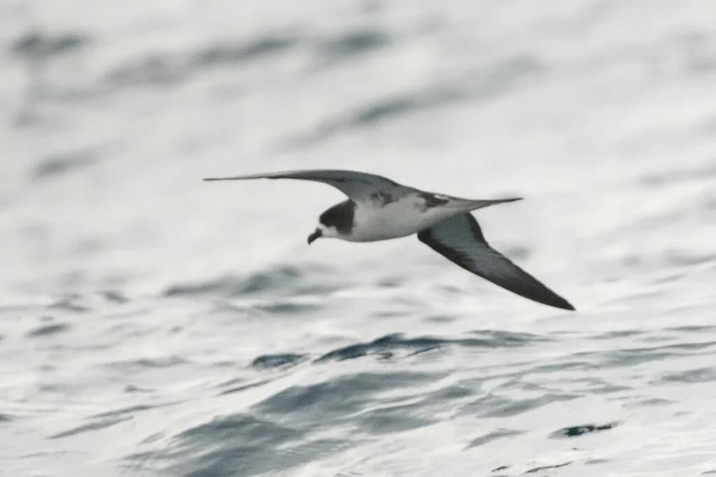Galápagos Petrel