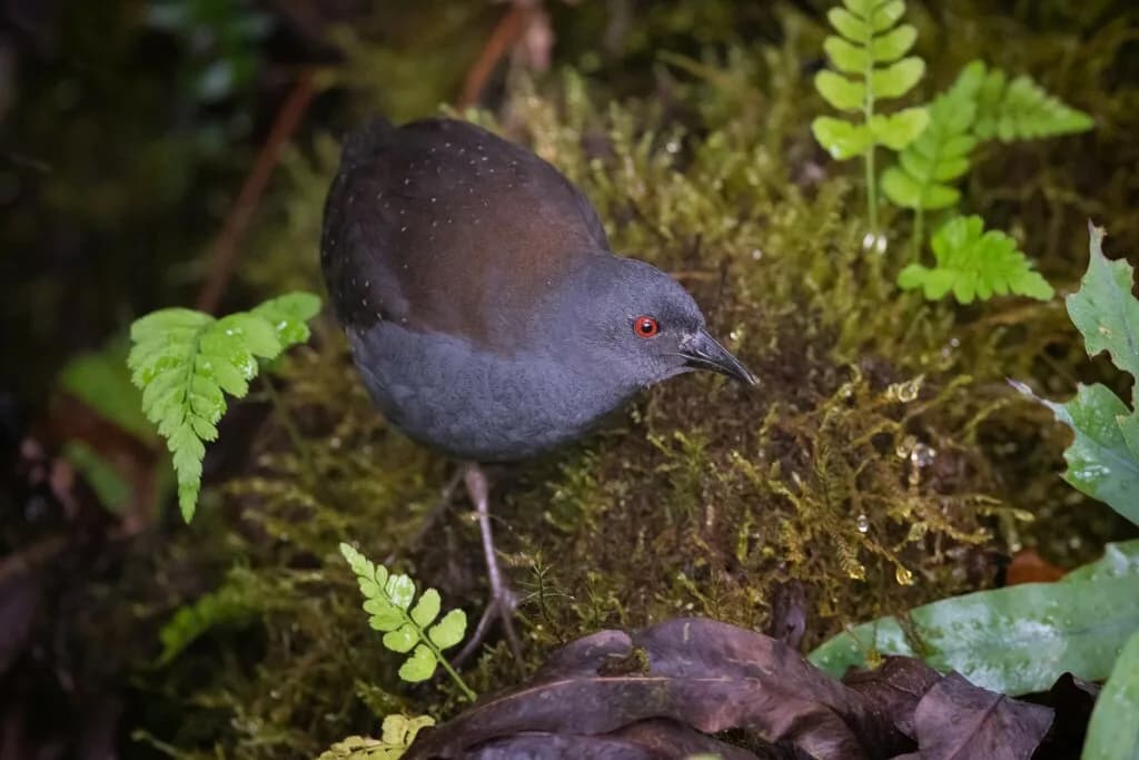 Galápagos Rail