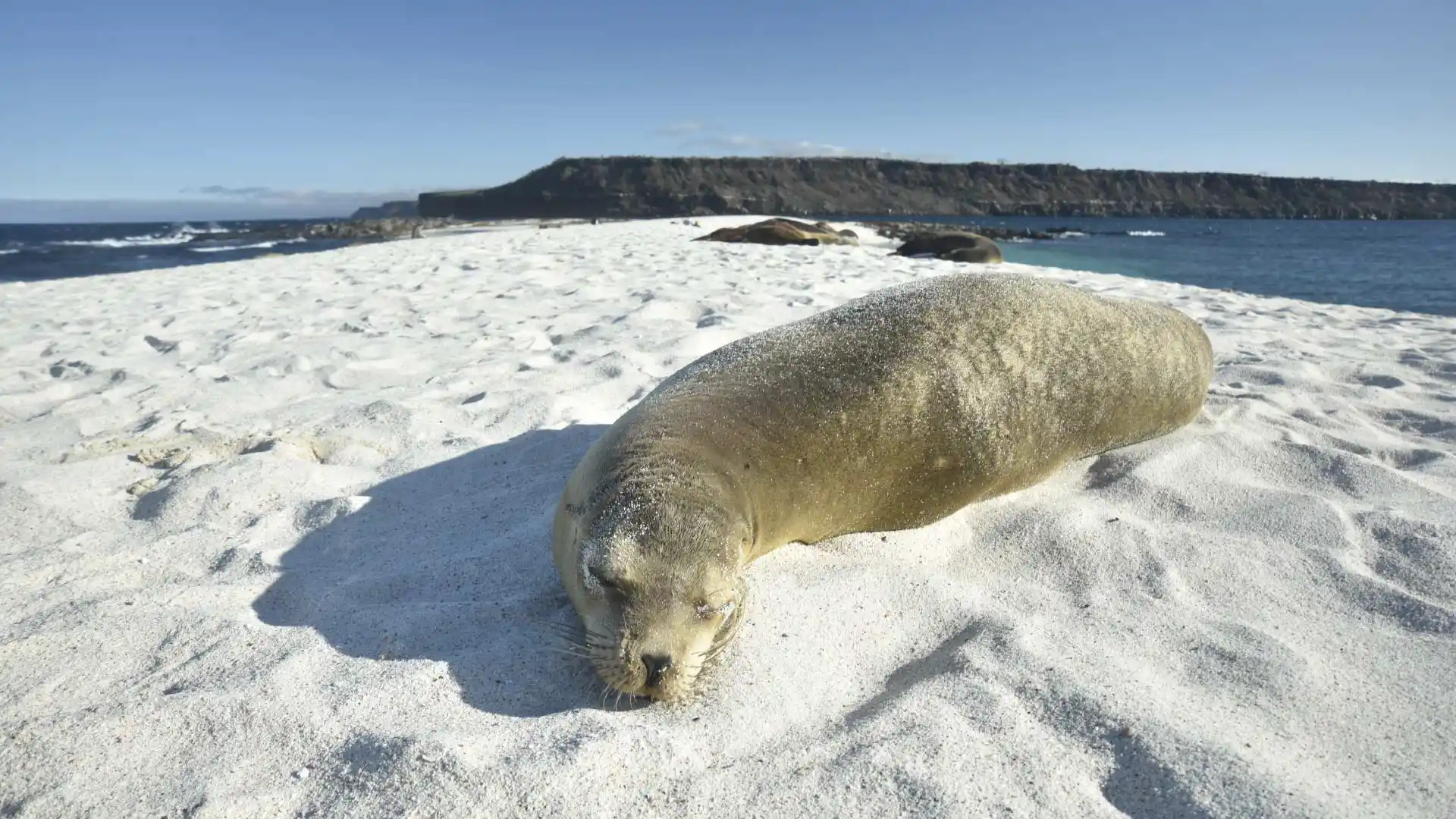 Galápagos Sea Lion
