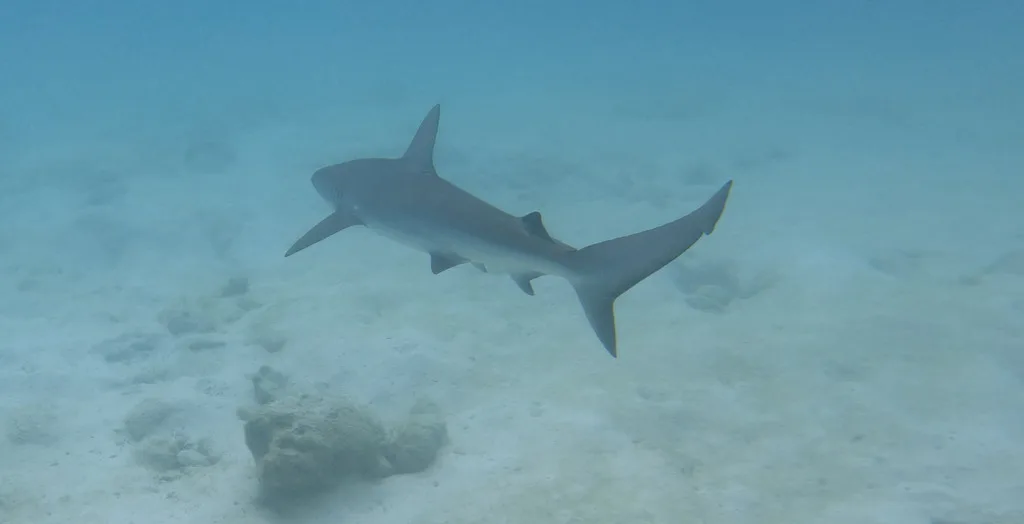 Galápagos Shark
