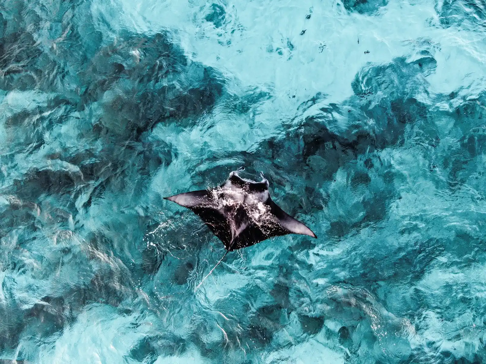 Giant Manta Ray