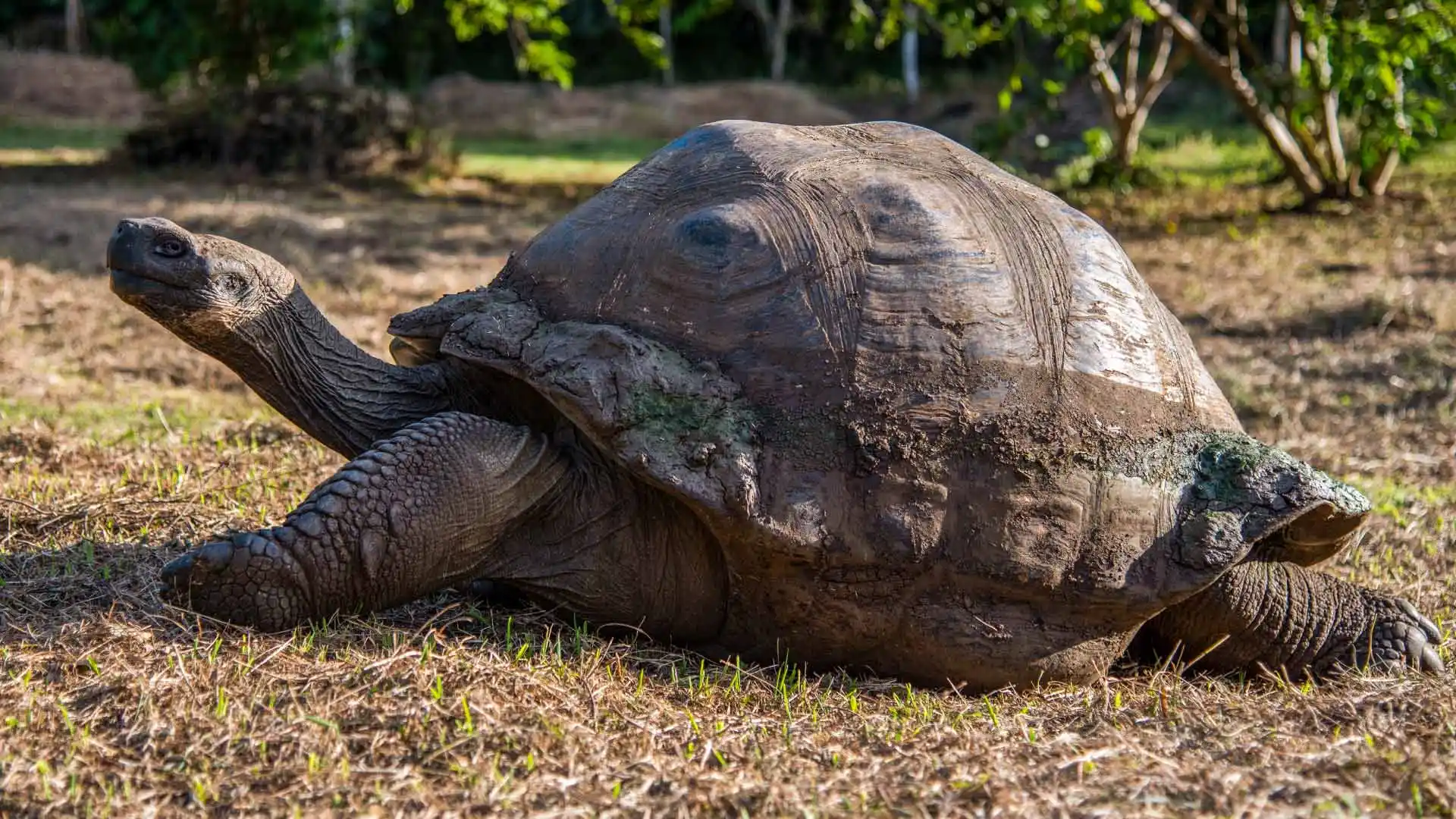 Galápagos Giant Tortoise