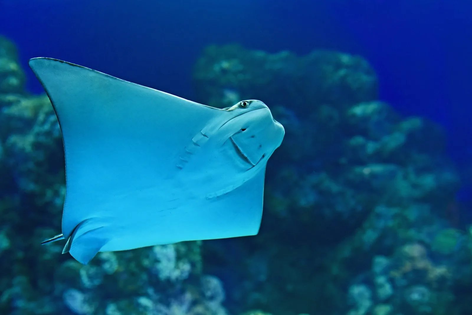 Golden Cownose Ray