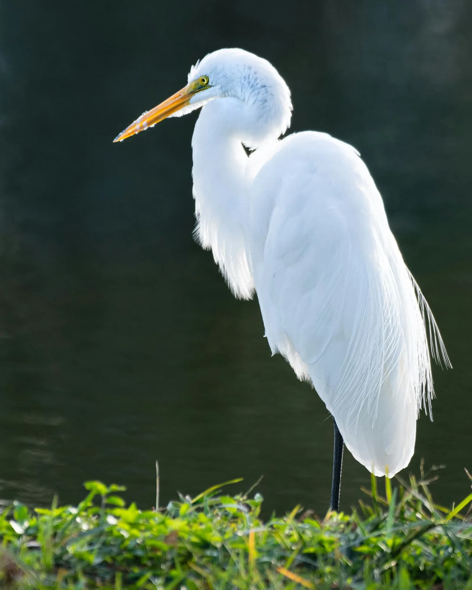 Great Egret