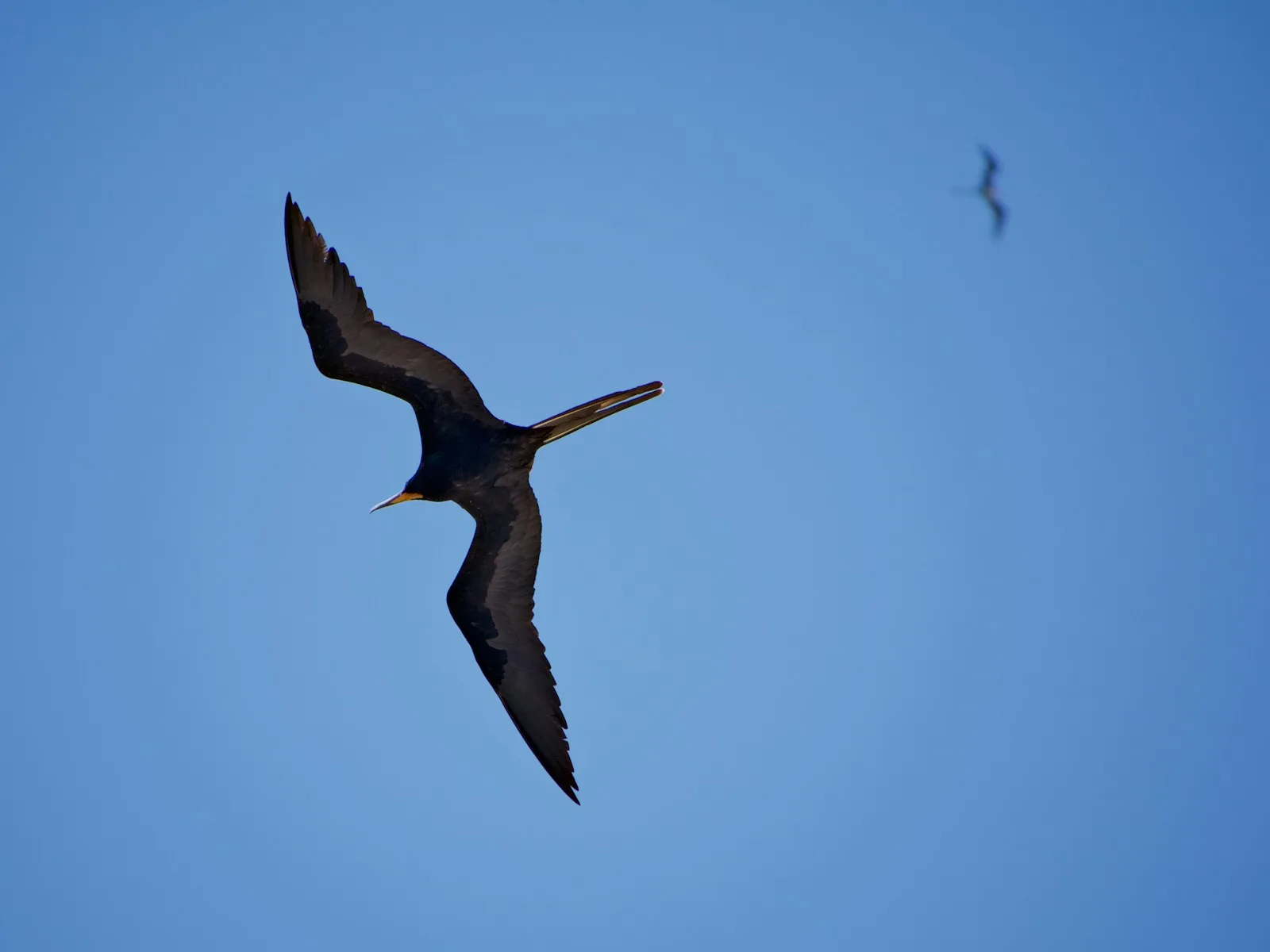 Great Frigatebird