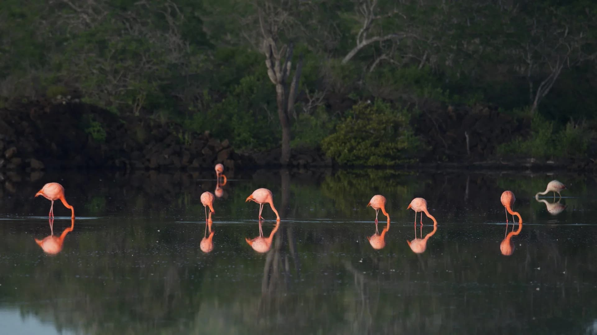 American Flamingo