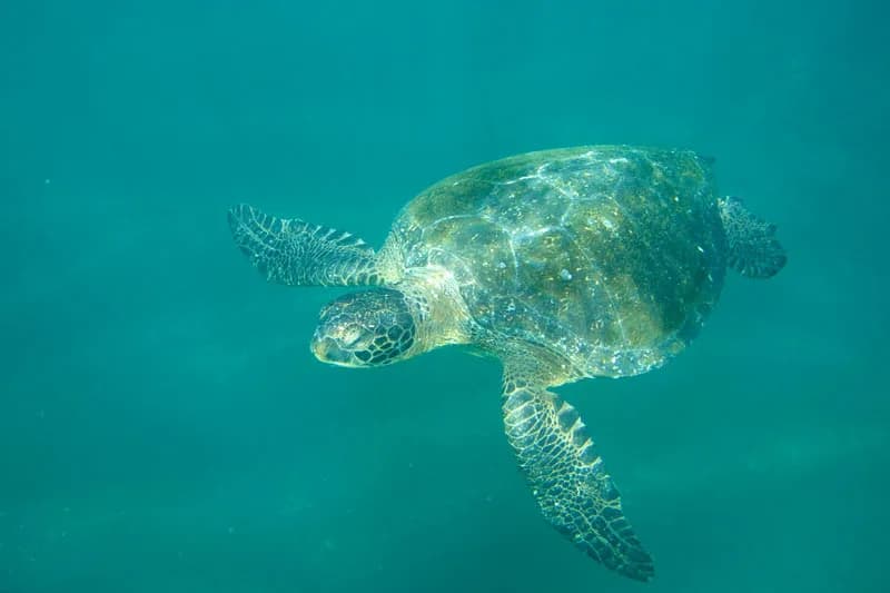 Pacific Green Sea Turtle
