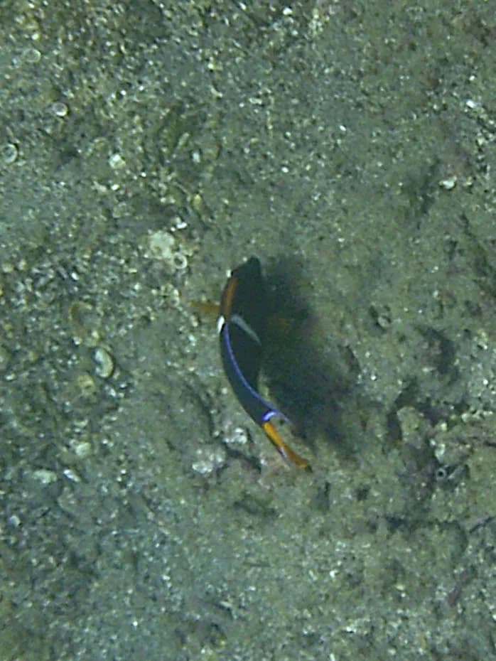 King Angelfish