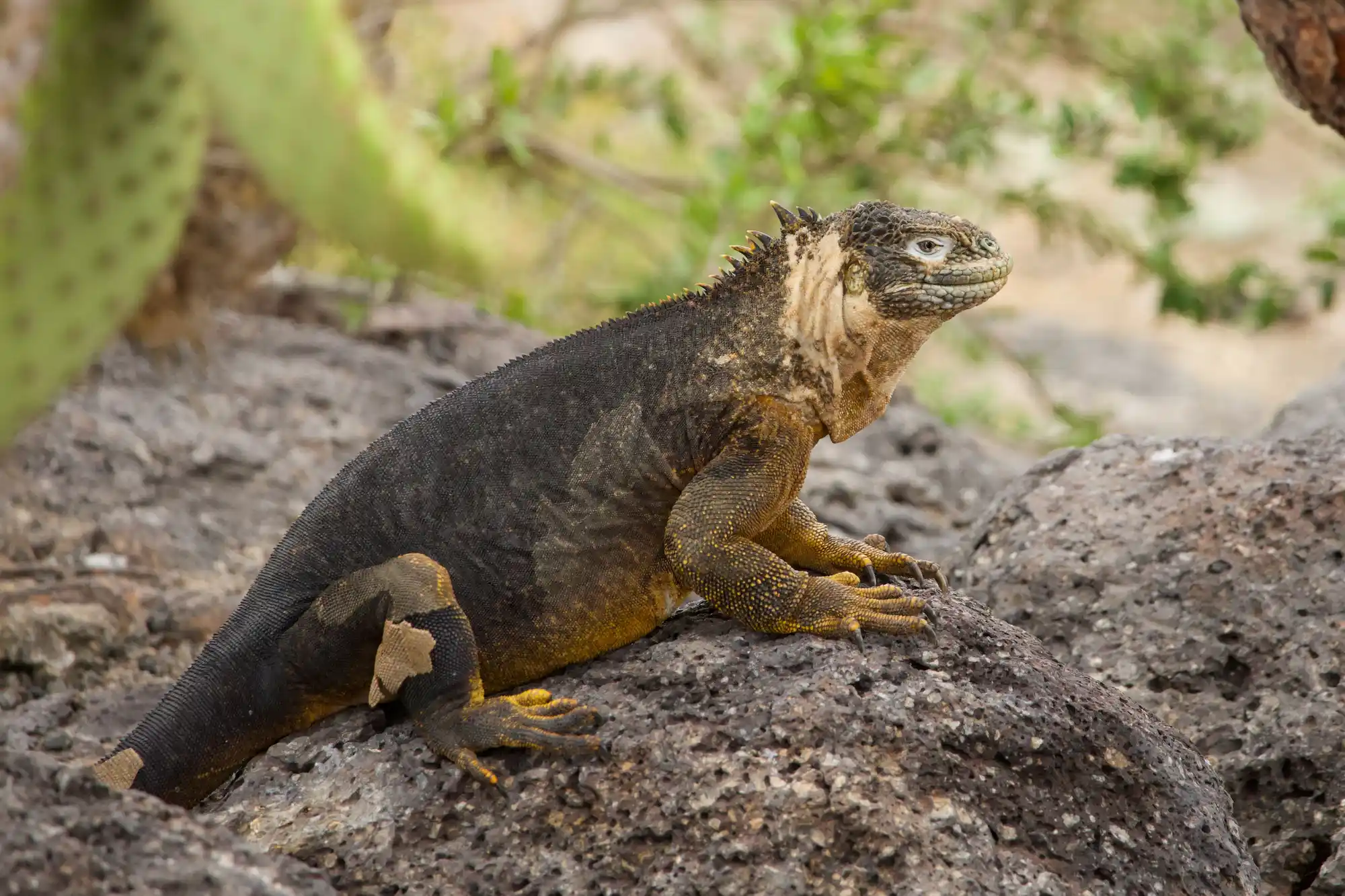 Galápagos Land Iguana