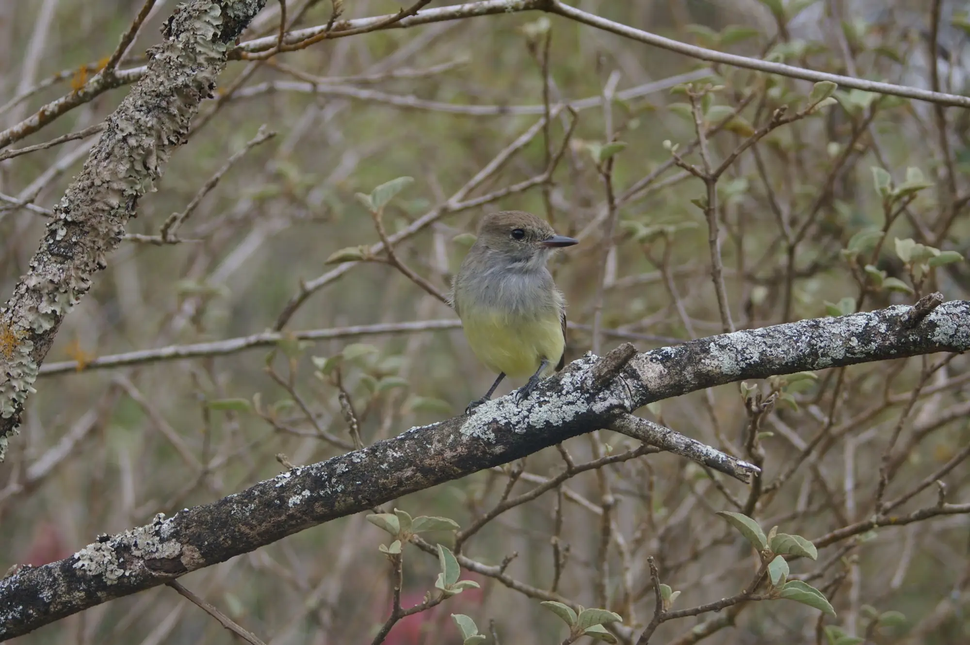 Galápagos Flycatcher