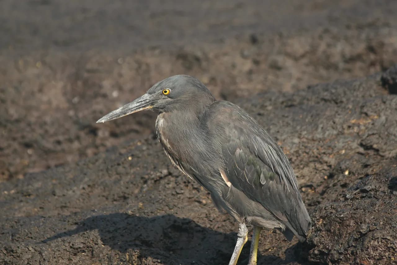 Lava Heron