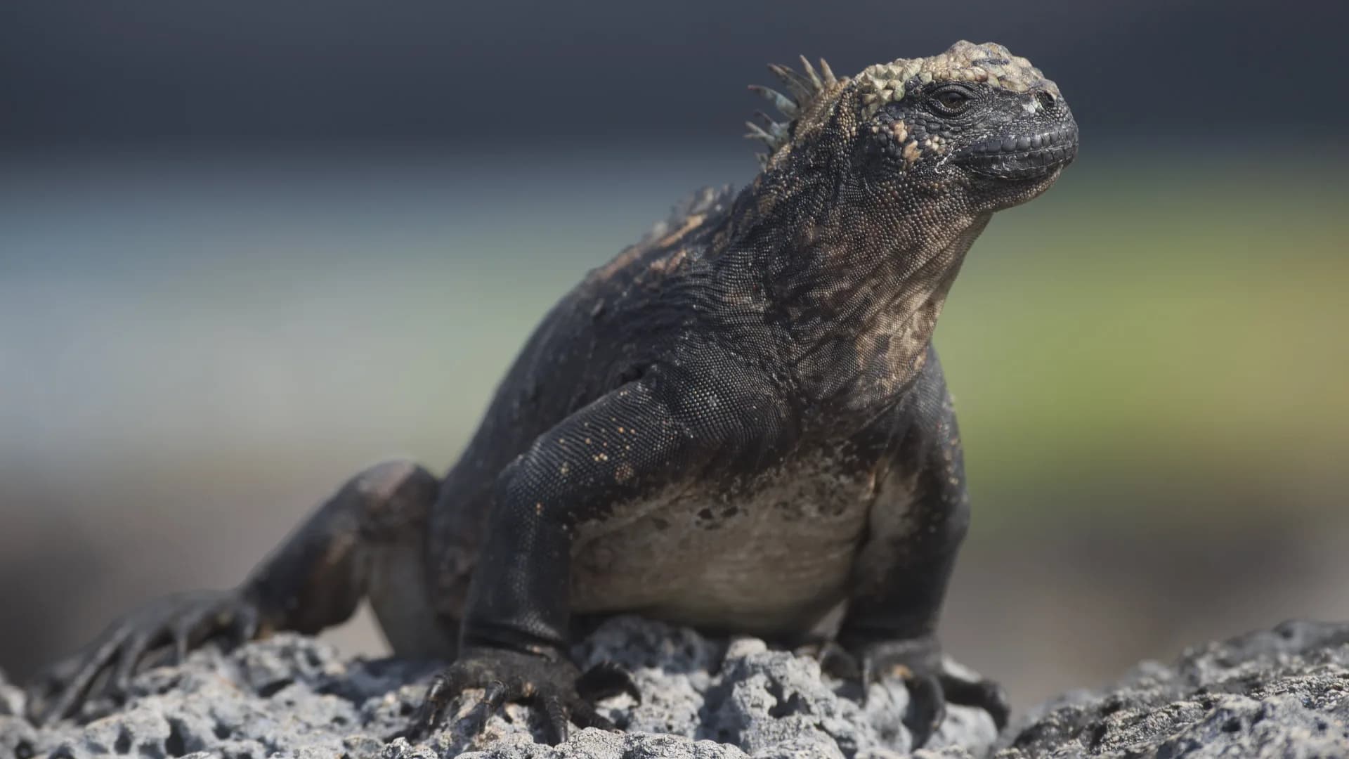 Marine Iguana