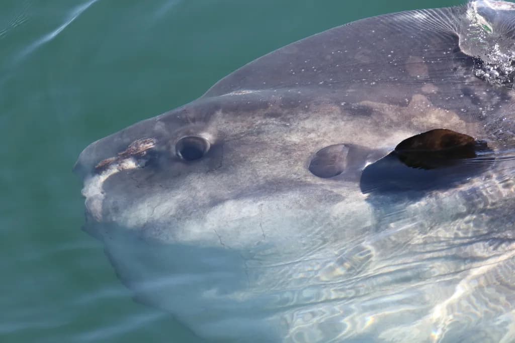 Ocean Sunfish