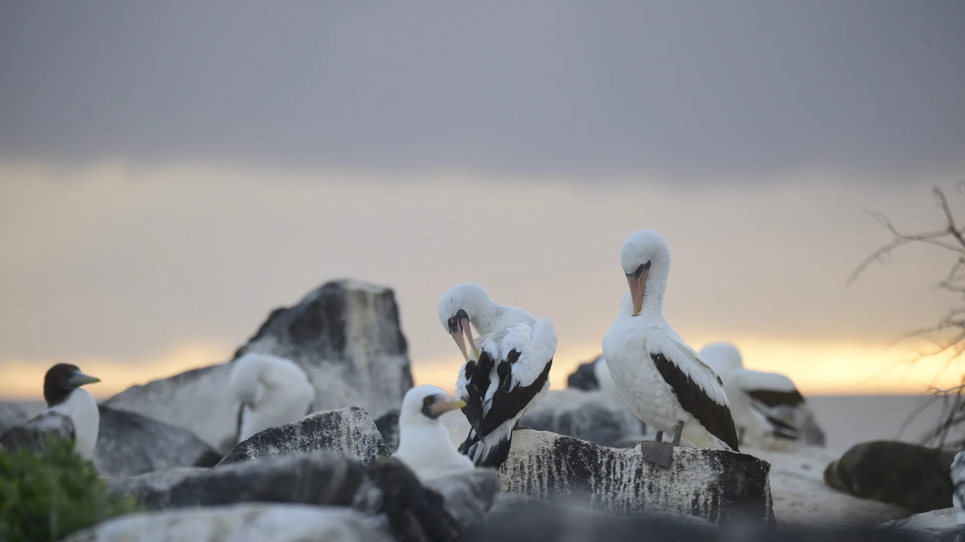 Nazca Booby