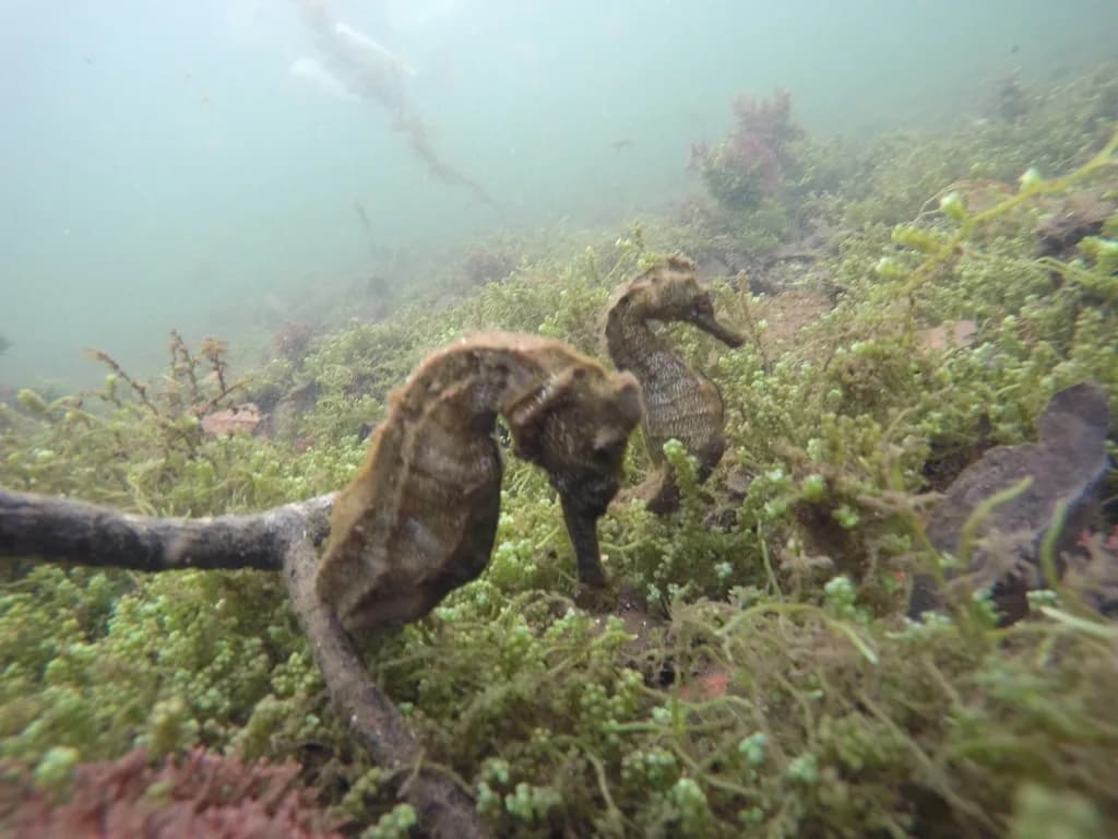 Pacific Seahorse