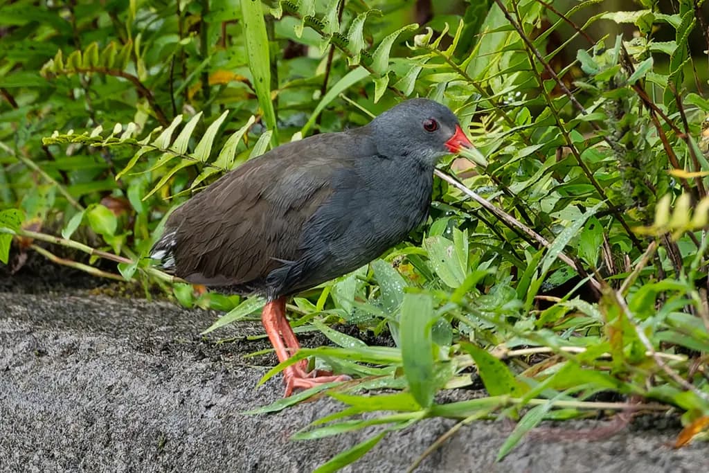 Paint-billed Crake
