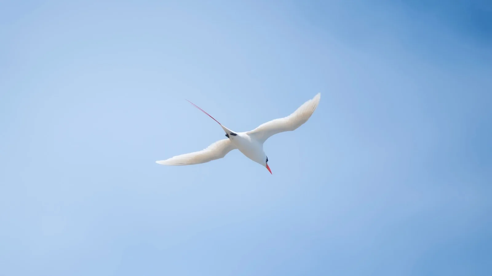 Red-billed Tropicbird