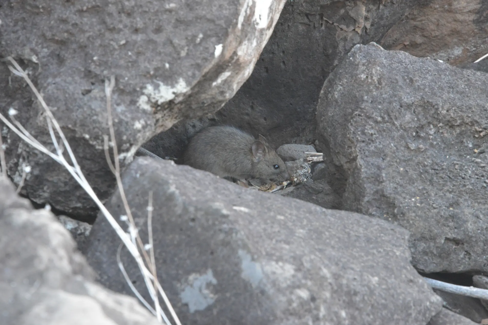 Galápagos Rice Rat