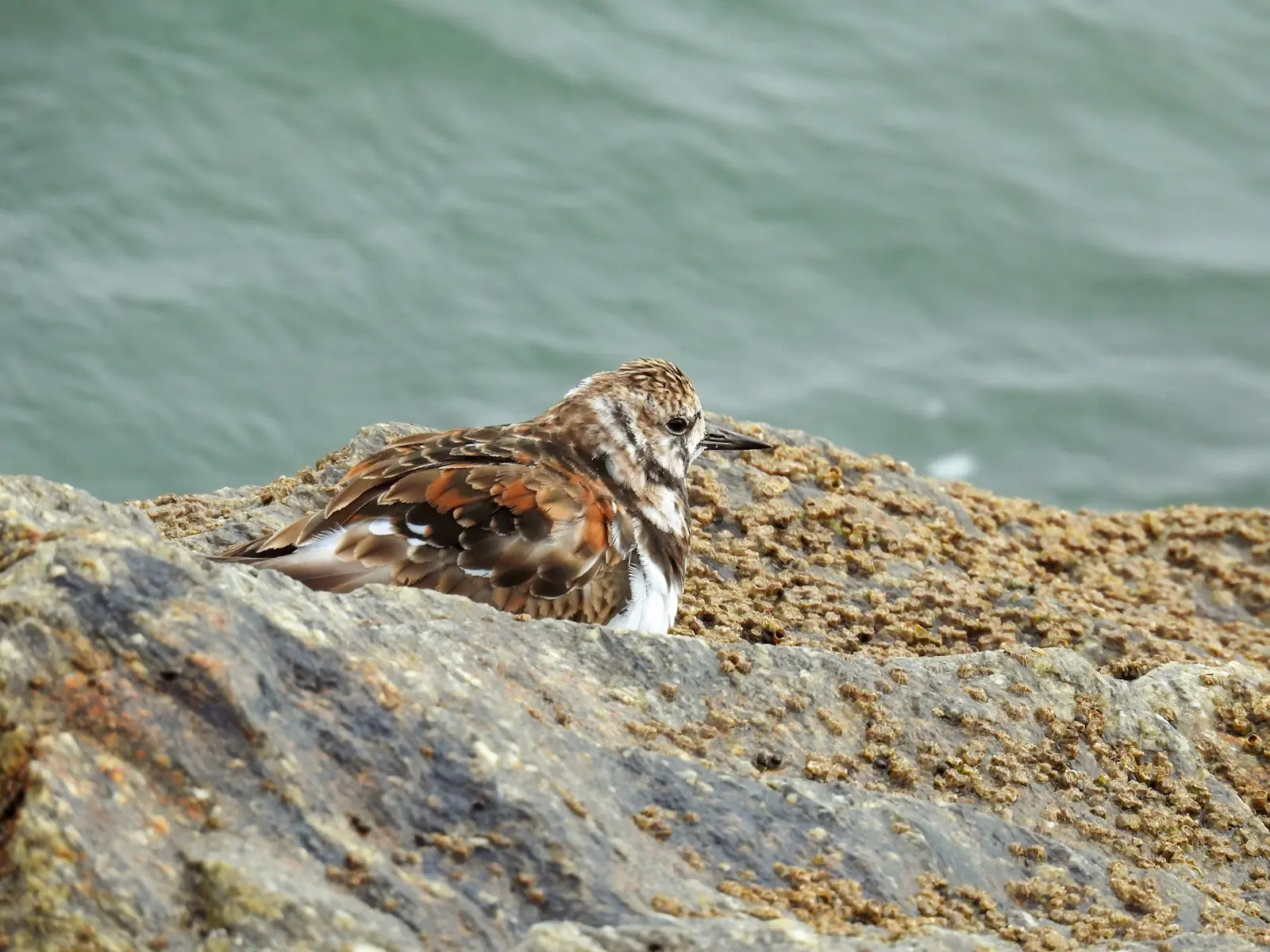 Ruddy Turnstone