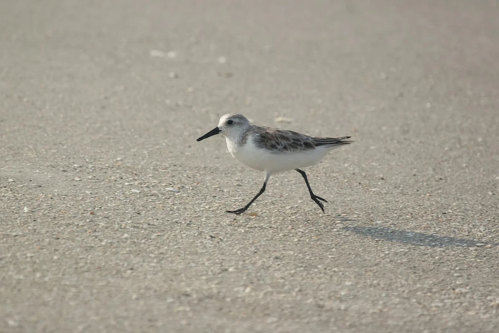 Sanderling